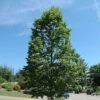 Tilia Americana American Sentry -Fruit Garden Shop Tilia americana American Sentry 02