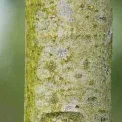Tilia Americana American Sentry -Fruit Garden Shop Tilia americana American Sentry 03x