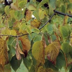 Tilia Americana American Sentry -Fruit Garden Shop Tilia americana American Sentry 04x