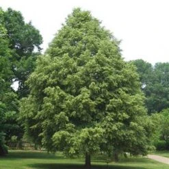 Tilia Cordata Greenspire -Fruit Garden Shop Tilia cordata Green Spire 02x