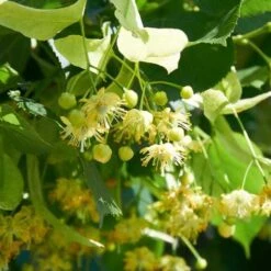 Tilia Cordata Greenspire