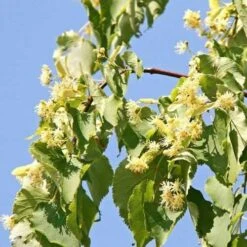Tilia Cordata Greenspire -Fruit Garden Shop Tilia cordata Green Spire 05x
