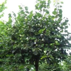 Tilia Cordata Winter Orange -Fruit Garden Shop Tilia cordata Winter Orange 06