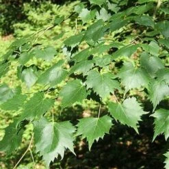 Tilia Mongolica -Fruit Garden Shop Tilia mongolica 03