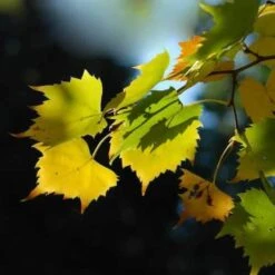 Tilia Mongolica -Fruit Garden Shop Tilia mongolica 05