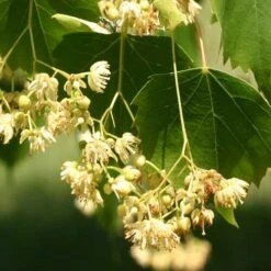 Tilia Mongolica -Fruit Garden Shop Tilia mongolica 06x