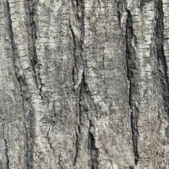 Tilia Tomentosa 'pendula', - Weeping Lime -Fruit Garden Shop Tilia petiolaris 03