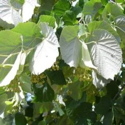 Tilia Tomentosa 'pendula', - Weeping Lime -Fruit Garden Shop Tilia petiolaris 04