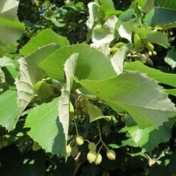 Tilia Tomentosa 'pendula', - Weeping Lime -Fruit Garden Shop Tilia petiolaris 05