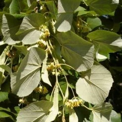 Tilia Tomentosa 'pendula', - Weeping Lime -Fruit Garden Shop Tilia petiolaris 06