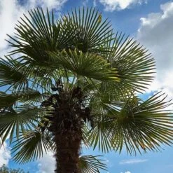 Trachycarpus Fortuneii -Fruit Garden Shop Trachycarpus fortuneii 04