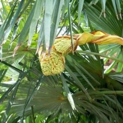 Trachycarpus Fortuneii -Fruit Garden Shop Trachycarpus fortuneii 06
