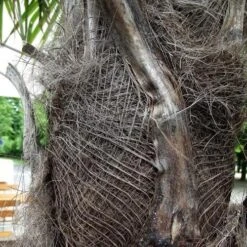 Trachycarpus Fortuneii -Fruit Garden Shop Trachycarpus fortuneii 08