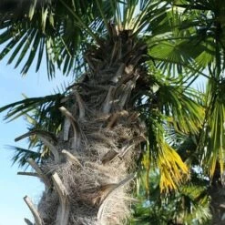 Trachycarpus Fortuneii -Fruit Garden Shop Trachycarpus fortuneii 09