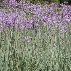 Tulbaghia Violacea Variegata -Fruit Garden Shop Tulbaghia violacea Variegata 03