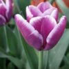 Tulip Arabian Mystery -Fruit Garden Shop Tulipa Arabian Mystery 01