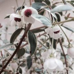 Ugni Molinae Flambeau -Fruit Garden Shop Ugni molinae Flambeau01