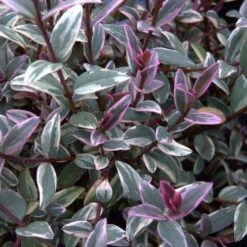 Ugni Molinae Flambeau -Fruit Garden Shop Ugni molinae Flambeau03