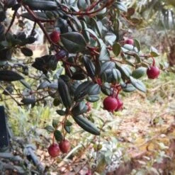 Ugni Molinae Flambeau -Fruit Garden Shop Ugni molinae Flambeau04