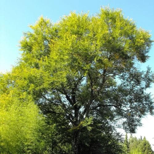 Ulmus Sapporo Autumn Gold - Golden Elm 3 Ulmus Sapporo Autumn Gold - Golden Elm