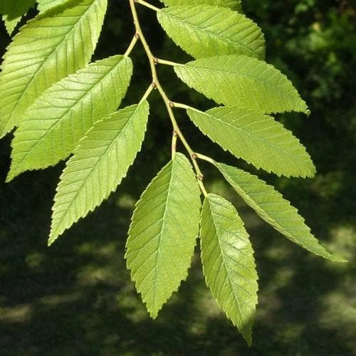 Ulmus Sapporo Autumn Gold - Golden Elm 4 Ulmus Sapporo Autumn Gold - Golden Elm - Image 2