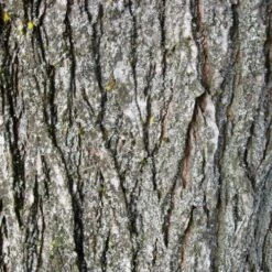 Ulmus Sapporo Autumn Gold - Golden Elm 9 Ulmus Sapporo Autumn Gold - Golden Elm -Fruit Garden Shop Ulmus Sapporo Autumn Gold 04