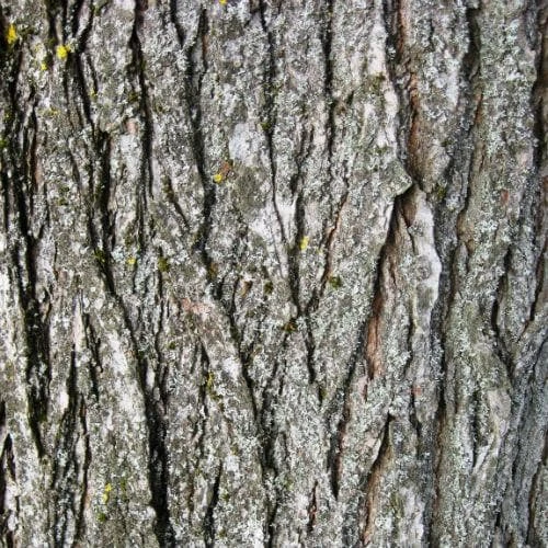 Ulmus Sapporo Autumn Gold - Golden Elm 6 Ulmus Sapporo Autumn Gold - Golden Elm - Image 4