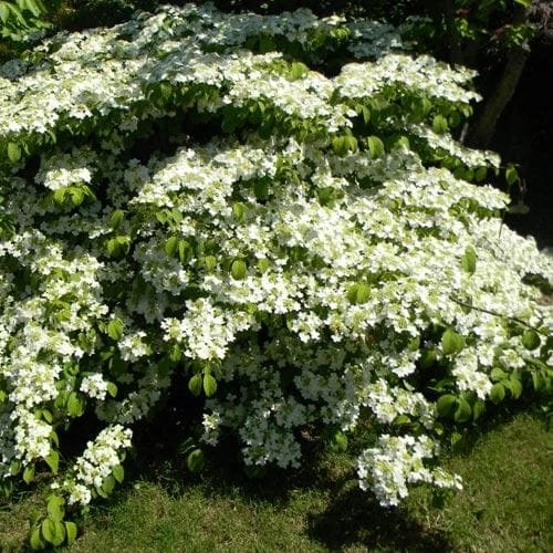 Viburnum Plicatum Shasta 7 Viburnum Plicatum Shasta - Image 5