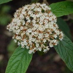 Viburnum Rhyditophyllum Willowood -Fruit Garden Shop Viburnum rhytidophyllum Willowwood 03x