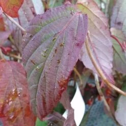 Viburnum Setigerum -Fruit Garden Shop Viburnum setigerum 3