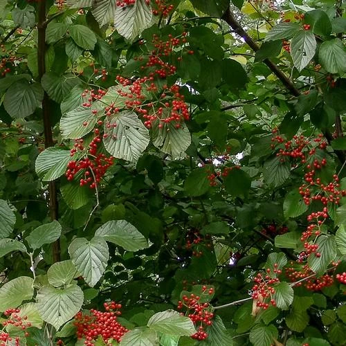 Viburnum Wrightii 4 Viburnum Wrightii - Image 2