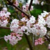 Viburnum X Bodnantense Charles Lamont -Fruit Garden Shop Viburnum x bodnantense Charles Lamont01