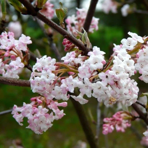 Viburnum X Bodnantense Charles Lamont 3 Viburnum X Bodnantense Charles Lamont