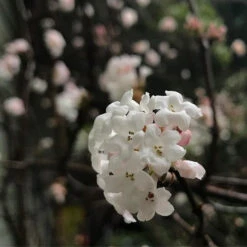 Fruit Garden Shop -Fruit Garden Shop Viburnum x bodnantense Charles Lamont02