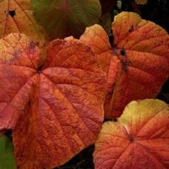 Vitis Coignetiae -Fruit Garden Shop Vitis Coignetiae 02