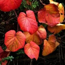 Vitis Coignetiae -Fruit Garden Shop Vitis Coignetiae 04