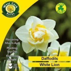 Daffodil White Lion -Fruit Garden Shop White Lion