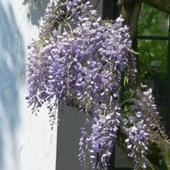Wisteria Floribunda Issai-naga -Fruit Garden Shop Wisteria floribunda Issai naga 03