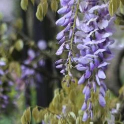 Wisteria Floribunda Issai-naga -Fruit Garden Shop Wisteria floribunda Issai naga 04
