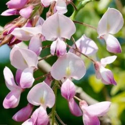 Wisteria Floribunda Rosea (Hon-beni) -Fruit Garden Shop Wisteria floribunda Rosea 02