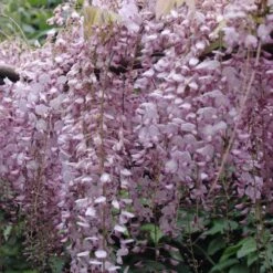 Wisteria Floribunda Rosea (Hon-beni)