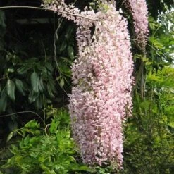 Wisteria Floribunda Rosea (Hon-beni) -Fruit Garden Shop Wisteria floribunda Rosea 05