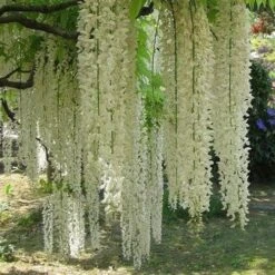 Wisteria Floribunda Longissima Alba (Shiro-noda) -Fruit Garden Shop Wisteria floriibunda Longissima Alba 02