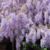 Wisteria Sinensis -Fruit Garden Shop Wisteria sinensis 01