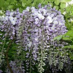 Wisteria Sinensis -Fruit Garden Shop Wisteria sinensis 05