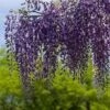 Wisteria Sinensis Boskoop -Fruit Garden Shop Wisteria sinensis Boskoop 01