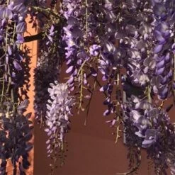 Wisteria Sinensis Boskoop -Fruit Garden Shop Wisteria sinensis Boskoop 03