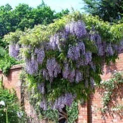 Wisteria Floribunda Domino 7 Wisteria Floribunda Domino -Fruit Garden Shop Wisteria Domino 01