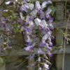 Wisteria Floribunda Domino -Fruit Garden Shop Wisteria Domino 02