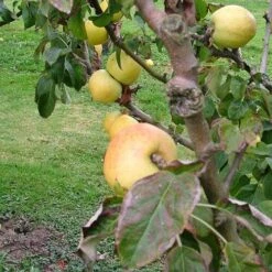 Apple Arthur Turner -Fruit Garden Shop arthur turner02